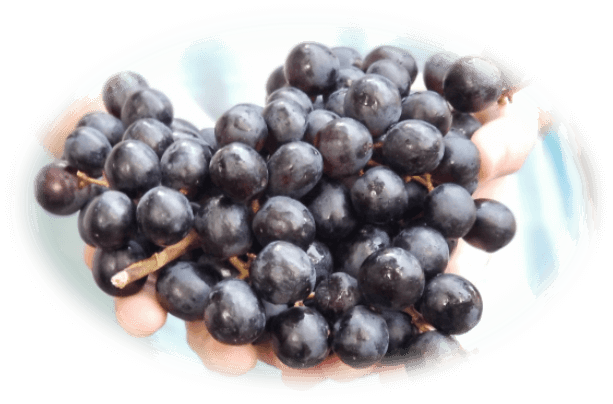 Chosen Farm And Mill